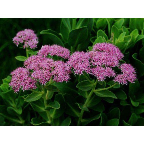 財(cái)運(yùn)亨通?。ò藢毦疤旆N植基地）（八寶景天批發(fā)）子楊