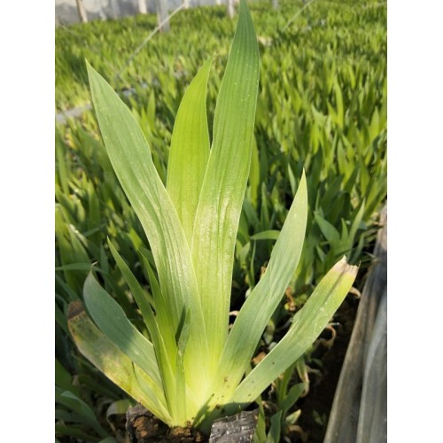 出售鳶尾，鳶尾種植基地，