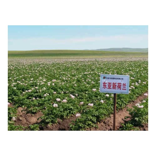 葫蘆島豇豆種子_沈陽豇豆種子專業(yè)供應(yīng)商